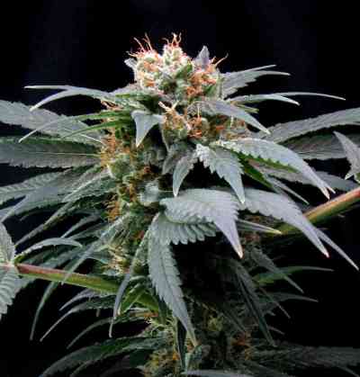 Ortega Indica > Dutch Passion | Feminized Marijuana   |  Indica