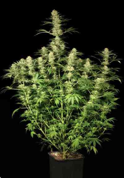 Ortega Indica > Dutch Passion | Feminized Marijuana   |  Indica