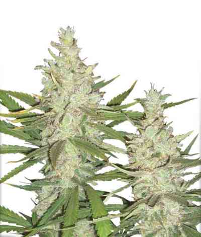 OutLaw > Dutch Passion | Feminized Marijuana   |  Sativa