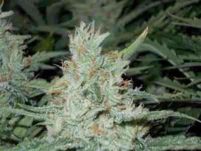 OutLaw > Dutch Passion | Semillas feminizadas  |  Sativa