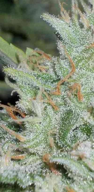 OutLaw > Dutch Passion | Feminized Marijuana   |  Sativa