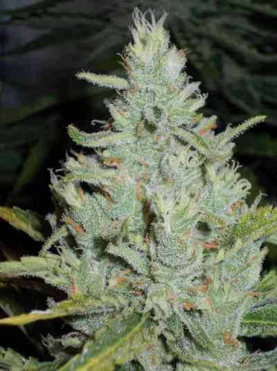 OutLaw > Dutch Passion | Feminisierte Hanfsamen  |  Sativa