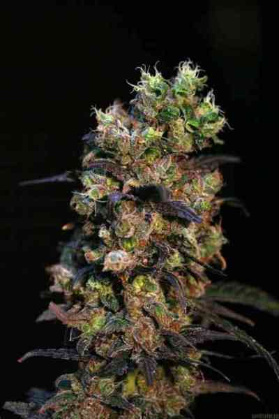 Pink Plant Seed > Eva Female Seeds | Feminized Marijuana   |  Sativa