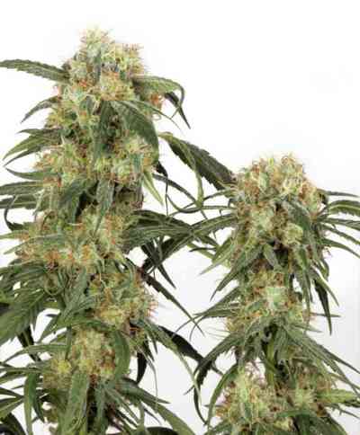 Pamir Gold > Dutch Passion | Feminized Marijuana   |  hybrid