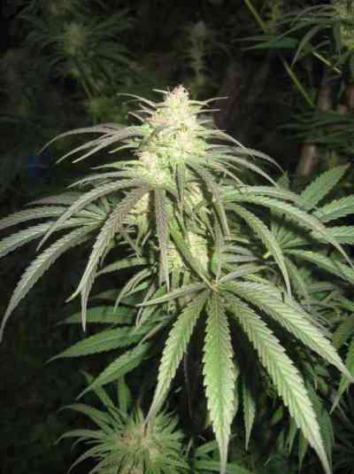 Pamir Gold > Dutch Passion | Feminized Marijuana   |  hybrid