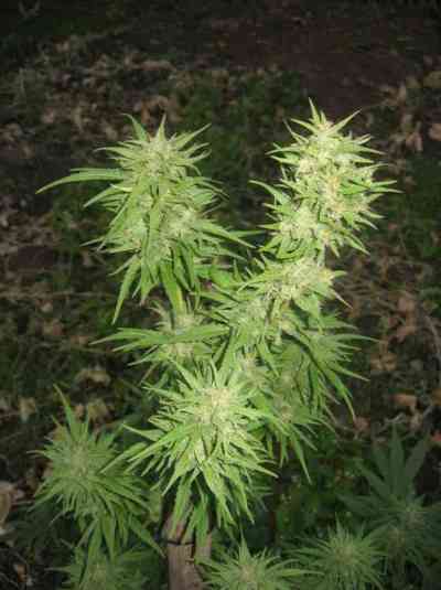 Pamir Gold > Dutch Passion | Feminized Marijuana   |  hybrid