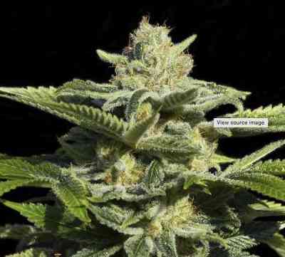 Papas Candy graines > Eva Female Seeds | Graines Féminisées  |  Indica