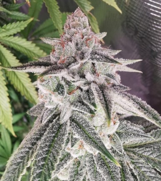 Peanut Butter Breath Fast > Humboldt Seed Organisation | Semillas feminizadas  |  Índica