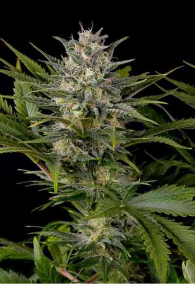 Pineapple Skunk > Humboldt Seed Organization | Feminized Marijuana   |  hybrid