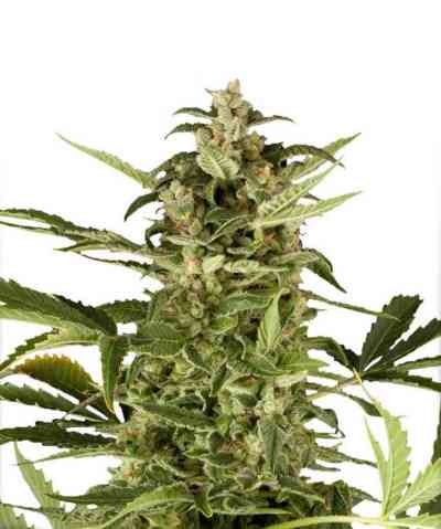 PolarLight #3 > Dutch Passion | Autoflowering Cannabis   |  Sativa