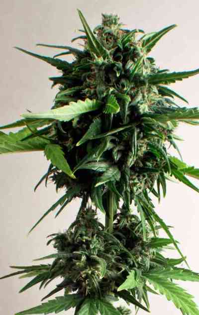 PolarLight #3 > Dutch Passion | Autoflowering Cannabis   |  Sativa