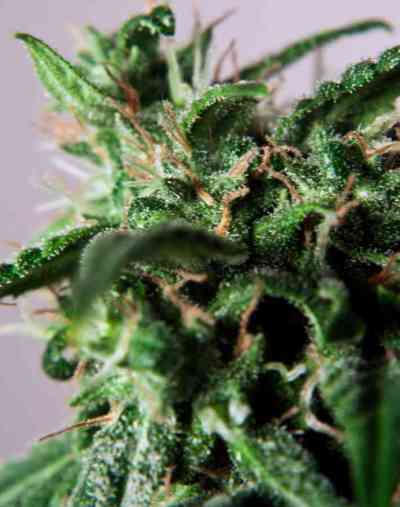 PolarLight #3 > Dutch Passion | Semillas autoflorecientes  |  Sativa