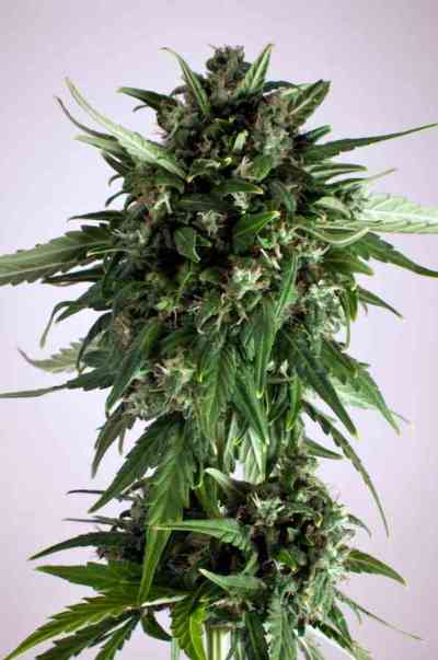 PolarLight #3 > Dutch Passion | Autoflowering Cannabis   |  Sativa