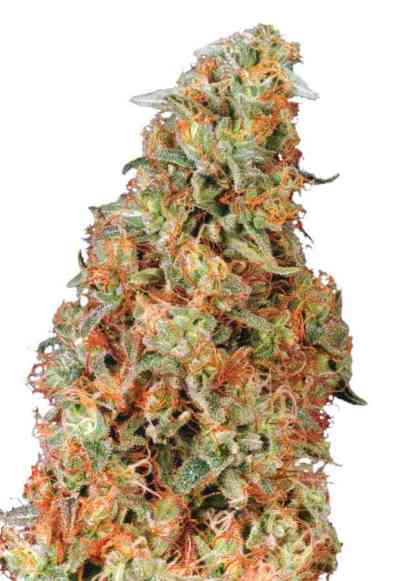 Power Plant > Dutch Passion | Feminized Marijuana   |  Sativa