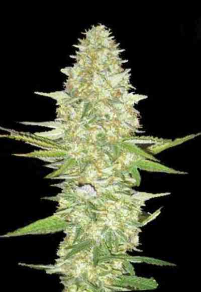 Power Plant > Dutch Passion | Feminized Marijuana   |  Sativa