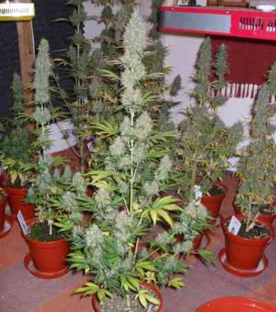 Power Plant > Dutch Passion | Feminisierte Hanfsamen  |  Sativa