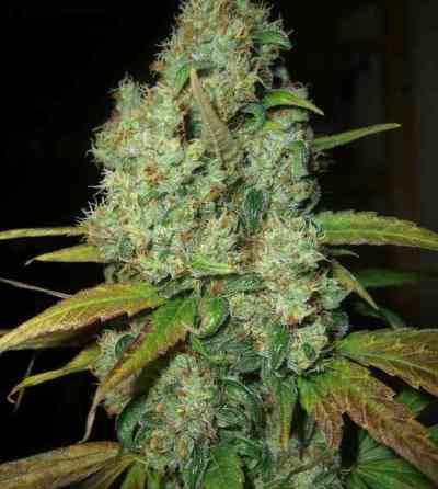 Power Plant > Dutch Passion | Feminized Marijuana   |  Sativa