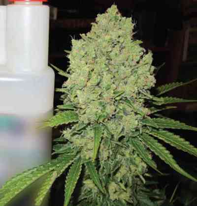 Prozack > Medical Seeds Co. | Feminisierte Hanfsamen  |  Indica