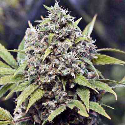 Pure AK Samen > Female Seeds | Feminisierte Hanfsamen  |  Hybrid