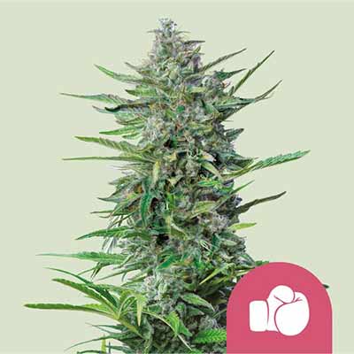 Purple Punch > Royal Queen Seeds | Graines Féminisées  |  Indica