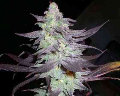 Purple Wreck Samen > Reserva Privada | Feminisierte Hanfsamen  |  Indica