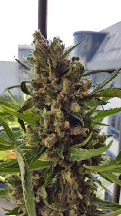 Purple Glam Kush > Bulk Seed Bank | Feminized Marijuana   |  Indica