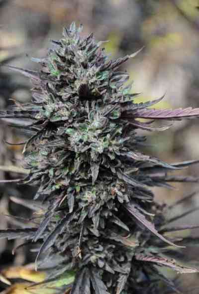 Purple Trainwreck > Humboldt Seed Organization | Semillas feminizadas  |  Sativa