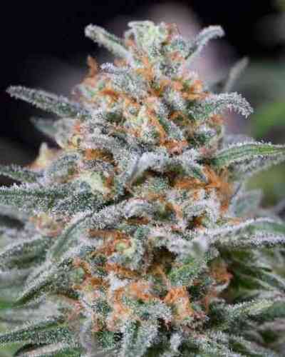 Quick Critical+ Seed > Dinafem | Feminized Marijuana   |  Indica