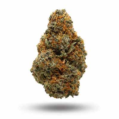 Rainbow Gas > Silent Seeds | Feminized Cannabis   |  Hybrid