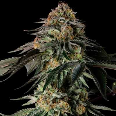 Rainbow Gas > Silent Seeds | Feminized Cannabis   |  Hybrid