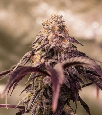 Pamelina > Rare Dankness Seeds | Graines Normal  |  Indica