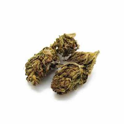 Red Cross CDB > Medical Seeds | CBD cannabis seeds  |  Indica