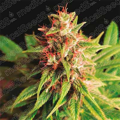 Red Cross CDB > Medical Seeds | CBD cannabis seeds  |  Indica