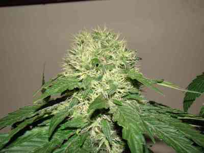 Safari Mix Seed > Mandala Seeds | Regular Marijuana   |  Hybrid