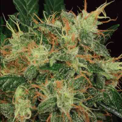 S.A.G.E. > T.H. Seeds | Semillas feminizadas  |  Sativa