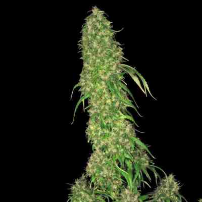 S.A.G.E. > T.H. Seeds | Feminized Marijuana   |  Sativa