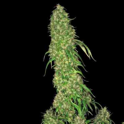 S.A.G.E. > T.H. Seeds | Semillas feminizadas  |  Sativa