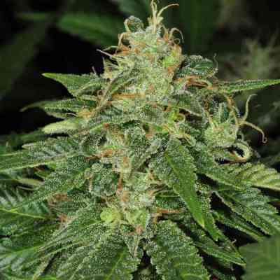 S.A.G.E. > T.H. Seeds | Feminisierte Hanfsamen  |  Sativa