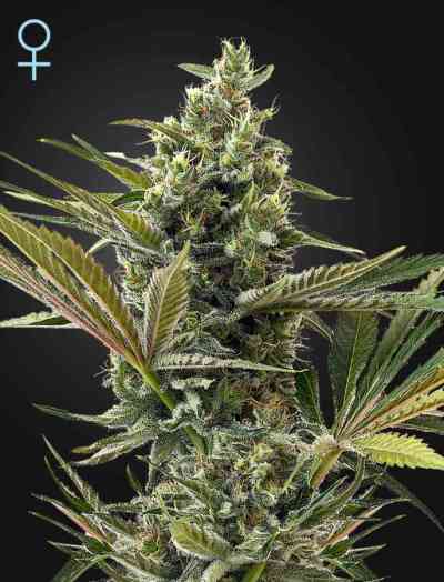 Super Auto Lemon Haze semilla > Makka Seeds | Semillas autoflorecientes  |  Sativa