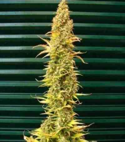 Spice Seed > Mr. Nice | Regular Marijuana   |  Hybrid