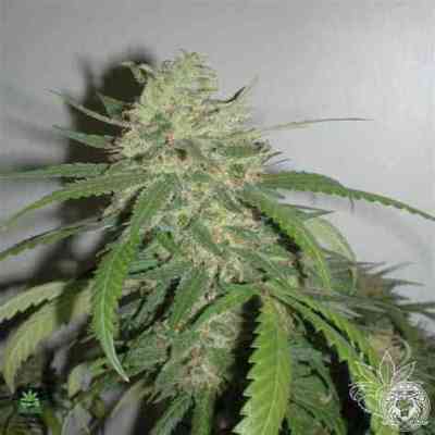 SPR Haze Seed > Homegrown Fantaseeds | Feminized Marijuana   |  Sativa