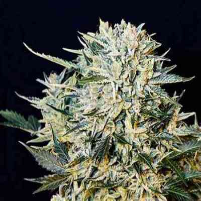 Sugar Gom Samen > GrassOmatic | Autoflowering Hanfsamen  |  Sativa