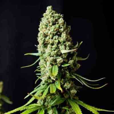 Super Auto Skunk graines > Makka Seeds | Graines Autofloraison  |  Sativa