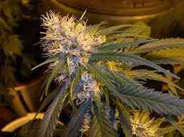 Super Cannalope graines > DNA Genetics | Graines Normal  |  Sativa