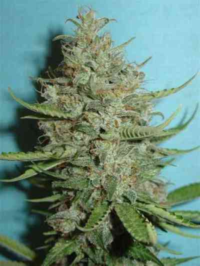 Super Chrystal Seed > Homegrown Fantaseeds | Feminized Marijuana   |  Indica