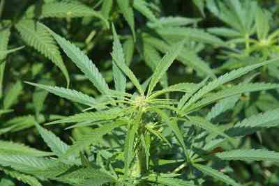 Recommendations | TOP 10 sativa strains Recommendations | TOP 10 sativa strains