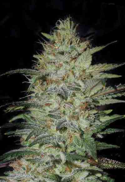 Sensible Star > Bulk Seed Bank | Feminisierte Hanfsamen  |  Indica