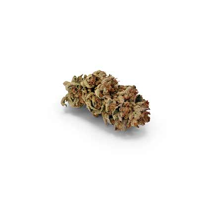 Seriosa > Serious Seeds | Feminized Cannabis   |  Hybrid