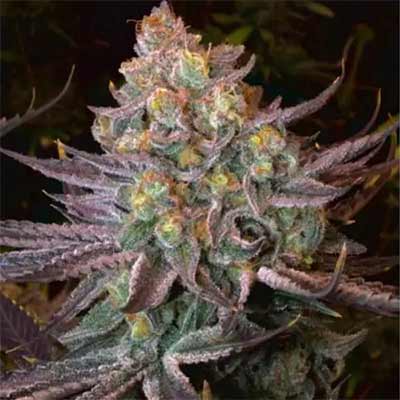 Seriotica > Serious Seeds | Feminisierte Hanfsamen  |  Hybrid