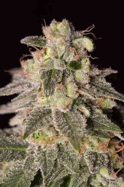 Shark Shock CBD > Dinafem Seeds | Feminisierte Hanfsamen  |  Indica